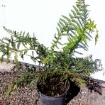 Diksónia antarktická (Dicksonia antarctica) – výška 40-60 cm, kont. C10L